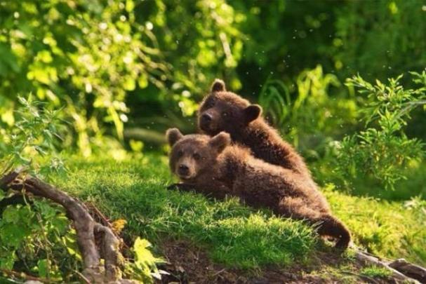 Фотовыставка "Лес - наш дом " Фотовыставка "Лес - наш дом "
