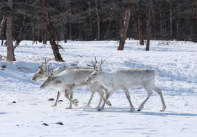 Новогоднее чудо для северного оленя