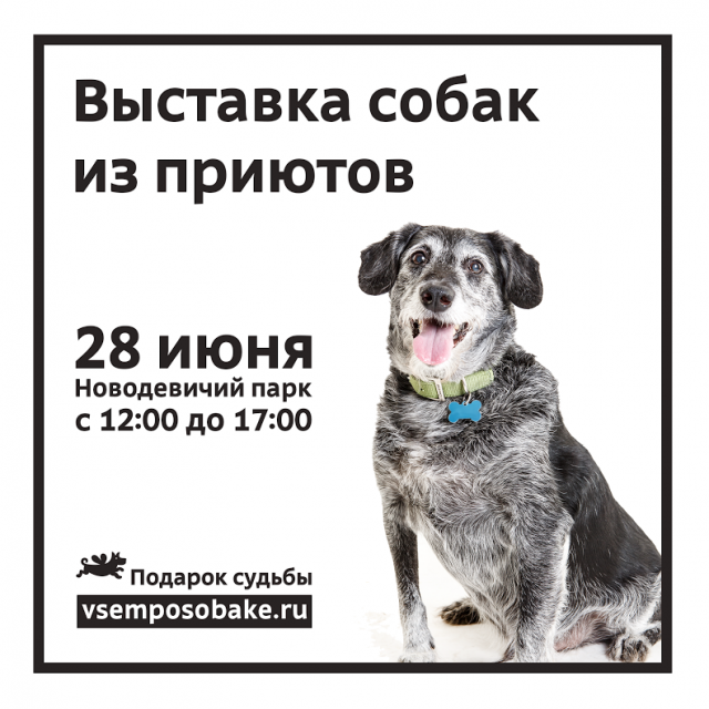 Выставка собак на Новодевичьих прудах. Выставка собак на Новодевичьих прудах.